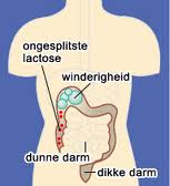 Lactose intolerantie